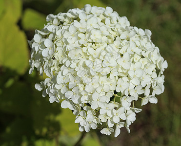 通常称为光滑的hydrangea 野型Hydrangea或7巴生长叶子荒野花序园艺花瓣乔木植物学植物植物群图片