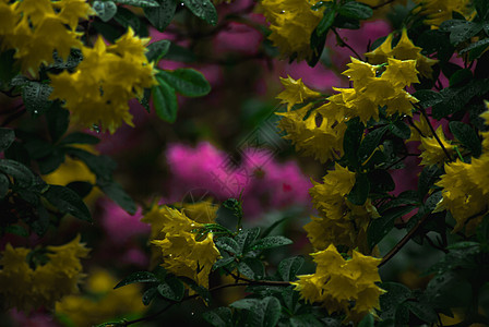 粉和黄色花花宏观植物美丽橙子水滴花瓣紫色团体雏菊花园图片