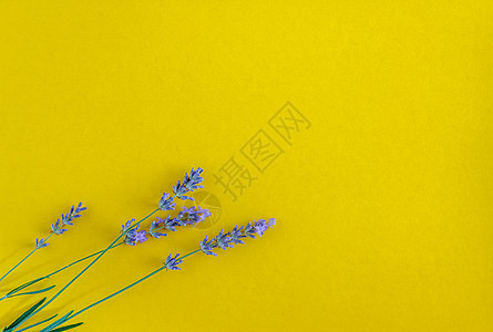 亮黄色背景的鲜紫色鲜花花束框架香气树叶药品植物群草本植物温泉植物卡片薰衣草图片