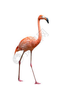 白斑的美洲红鸟动物情调粉色野生动物动物园红色火烈鸟优雅荒野脖子图片