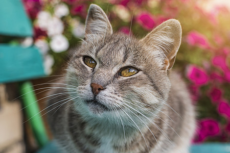 可爱的灰猫坐在户外的木凳上 一只灰猫坐在房子附近的木凳上 这只猫有一双漂亮的黄色眼睛毛皮小猫长椅椅子哺乳动物太阳猫咪木头公园动物图片