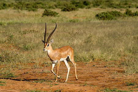 中部Samburu公园草原中的年轻女性羚羊食草公园荒野黑貂动物群哺乳动物跳羚男性野生动物动物图片