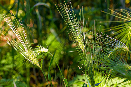 田间多汁小麦的生长耳朵图片