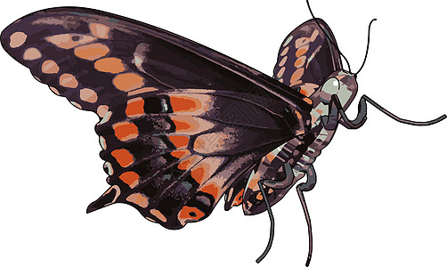 3d 蝴蝶与在白色 backgr卡片墙纸装饰艺术商业横幅创造力插图绿色昆虫图片