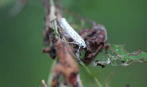 树上活跃飞蛾日害虫植物叶子昆虫衬套毛虫季节网络幼虫损害图片
