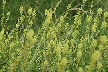 黄色的月光花或野生的月光花季节菜科黄绿色荒野叶子植物群花朵草地花园芳香图片