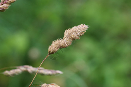 又称公鸡脚 果园草或猫草花序荒野杂草环境种子植物群场地宏观花簇草地背景图片