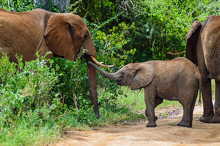 大象和他的小象 一个在散步图片