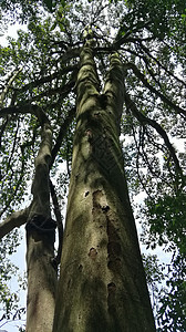 林中的椰枣树橡木公园森林叶子树干树叶植物丛林树木木头图片