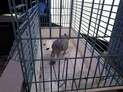 金属鸟笼中的灰鹦鹉背景图片
