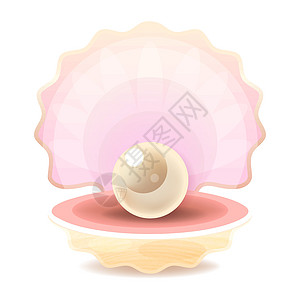 美丽的天然开放珍珠贝壳特写逼真的单个有价值的对象图像 Vecto展示礼物海洋辉光宝石新娘牡蛎宝藏插图母亲图片