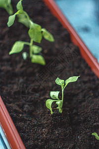 幼苗苗在阳台上的露台水壶中连续植树 缝合式生态新生活种子地面园丁植物土壤移植工作堆肥背景图片