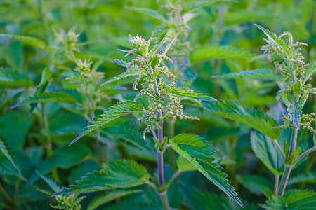 荨麻 常见或刺荨麻背景 春天新鲜的绿色荨麻 替代药物 健康的草药图片