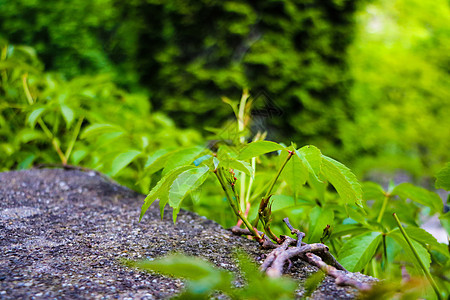 青草和植物在夏季或春季靠近混凝土道生长人行道踪迹草地岩石环境沥青街道正方形路面叶子图片