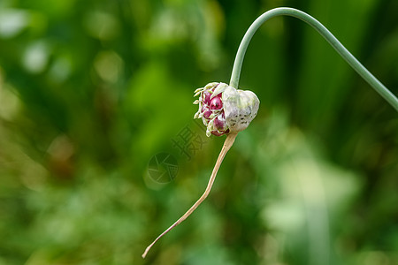 Garlic 弥散性密闭图片