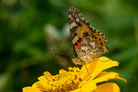 黄花上的蝴蝶翅膀花园野生动物黄色叶子植物橙子绿色宏观动物背景图片