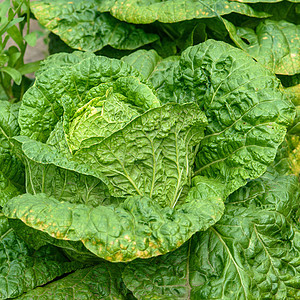 在花园里开菜卷心菜场地白色食物健康叶子植物沙拉农业绿色蔬菜图片