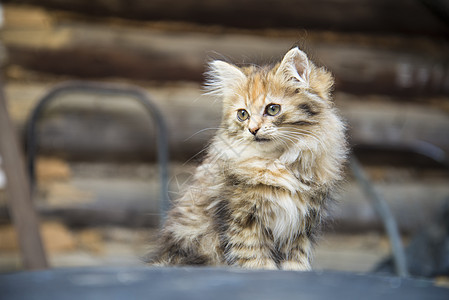 小可爱小猫咪工作室猫科头发哺乳动物动物朋友眼睛虎斑宠物乐趣图片