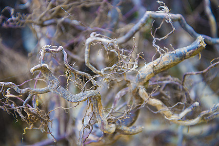 树根很小植物土壤荒野地面公园木头树干环境生活森林图片