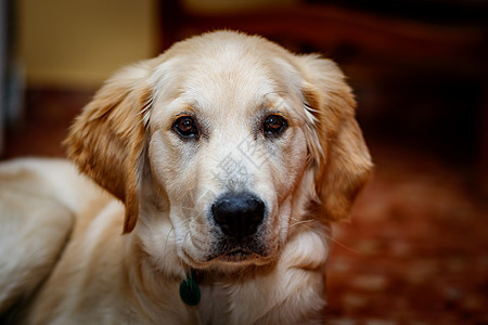 黄金寻金猎犬犬类鼻子朋友耳朵快乐毛皮宠物眼睛长毛图片