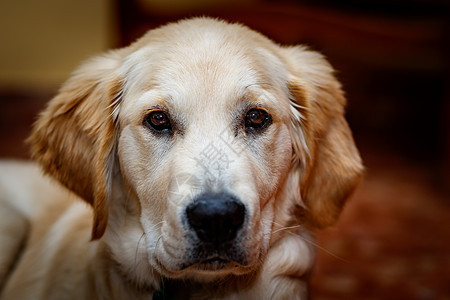 黄金寻金爪子眼睛猎犬哺乳动物鼻子冒充耳朵宠物朋友动物图片