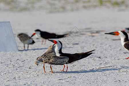 美国佛罗里达州彭萨科拉Pensacola菜头羽毛荒野黑色水禽翅膀环境鸟类支撑白色图片