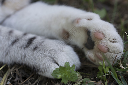 猫爪指甲条纹手指宠物爪子痕迹白色黑色图片