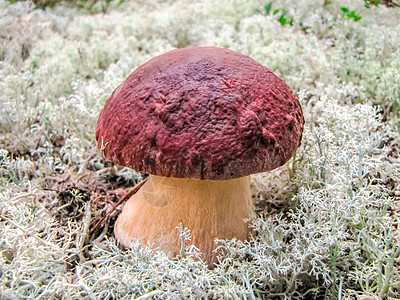 Penny bunb 蘑菇 Boletus 在森林中生长的布满背景驯鹿苔藓包子国王季节食物蓝色荒野植被森林宏观图片