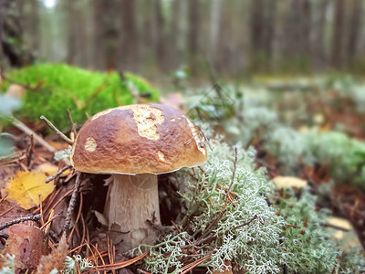 Penny bunb 蘑菇 Boletus 在森林中生长的布满背景驯鹿植被包子植物森林国王食物苔藓蓝色荒野季节图片