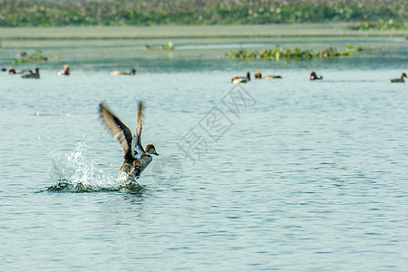 一只迁徙的印度鸬鹚鸟在冬天飞过湖面 在鸟类保护区印度的水鸟中发现的淡水和沿海鸟类 鸟类生活的天堂图片