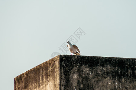 一只小雪白扇尾和黑色斑点羽毛鸽 一只坐在房子屋顶上的浮标鸟捕蝇器环境野鸭野外动物天际个人围墙城市自由边缘图片