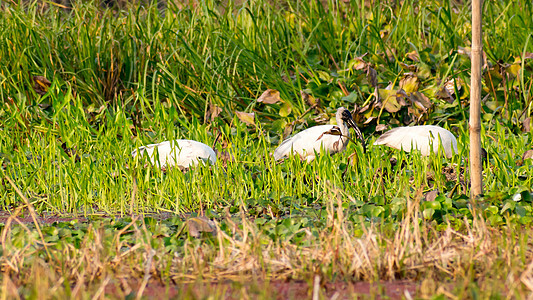 小白鹭 一种小型雪白苍鹭 有着细长的深色喙 黑色的腿和细长的头 鹭科鹭科的一种 常见于湿地 湖泊 河流和河口沼泽物种动物田园水鸟图片