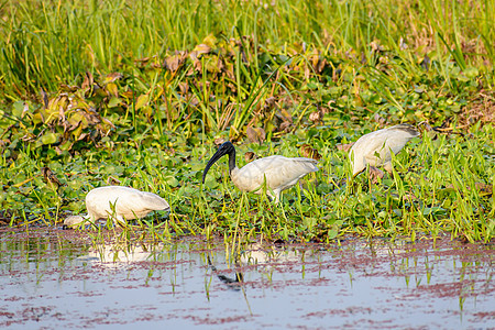 小白鹭 一种小型雪白苍鹭 有着细长的深色喙 黑色的腿和细长的头 鹭科鹭科的一种 常见于湿地 湖泊 河流和河口环境保护田园海鸥物种图片