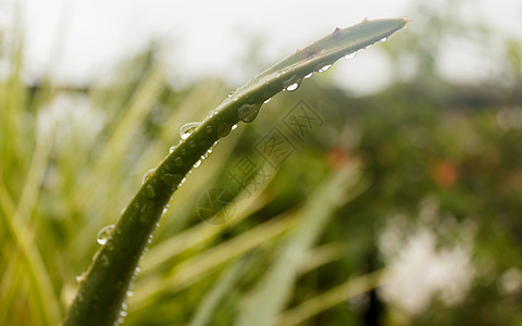 有机黄豆尖尖的龙舌兰杂色植物 龙舌兰龙舌兰 在降雨后叶子上有水 在树叶上洒下毛毛雨 雨滴沉淀雨水 潮湿的天气背景雨季气候摄影阳光农田雨量背景