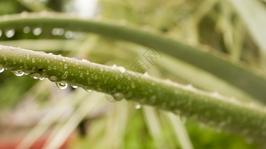 尖尖的龙舌兰杂色植物 龙舌兰龙舌兰 在降雨后叶子上有水 在树叶上洒下毛毛雨 雨滴沉淀雨水 潮湿的天气背景薄雾热带环境细雨气候新生图片