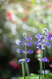 五颜六色的花的背景图片生长宏观花瓣粉色紫色植物植物群季节花束背景图片