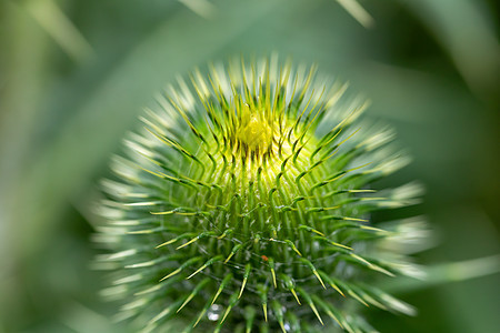 卡杜乌斯坚果蜜蜂草本植物野花菊科荒野环境花心草地宏观叶子图片