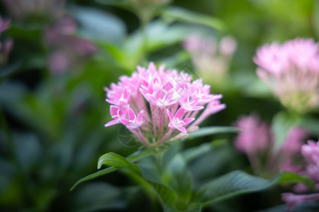 五颜六色的花的背景图片紫色粉色生长花束季节宏观花瓣植物植物群背景图片