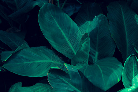 叶针条纹背景蓝色风格绿色植物装饰情调衬套丛林季节艺术温泉潮人图片