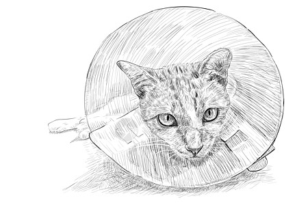披着伊丽莎白项圈的猫绘画图片