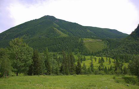 一个肥沃的山谷在山边生长 上面有草地图片