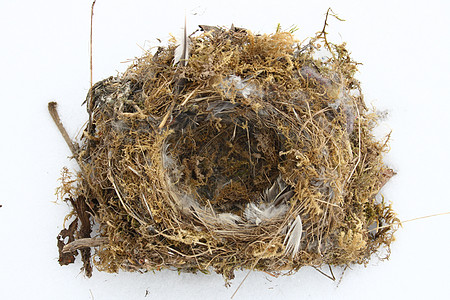 鸟巢有羽毛 苔和小树苗 伏杰兰斯特·米·费德恩 莫斯·诺德·克莱宁斯登图片