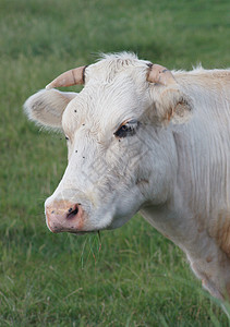 一头白牛的肖像图像 Portr��en Kuh图片