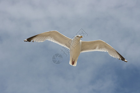 近距离接近飞行海鸥 蓝天空背景的纳豪夫纳梅伊因尔根登锡尔伯姆 我们 请让贝伦希梅勒成为赫内格隆德风暴翅膀动物海鸟飞根翼种银鸥航班图片