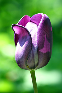 紫色花朵郁金香娜芙娜梅伊内尔·莱拉·布尔·亨登·图尔佩的近身图片
