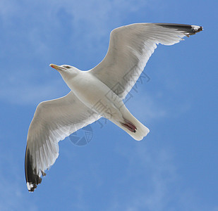 近距离接近飞行海鸥 蓝天空背景的纳豪夫纳梅伊因尔根登锡尔伯姆 我们 请让贝伦希梅勒成为赫内格隆德飞根银鸥风暴海鸟航班蓝色天空动物图片
