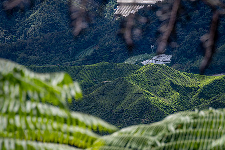 茶叶种植园覆盖马来西亚卡梅伦高地的山谷和山丘图片