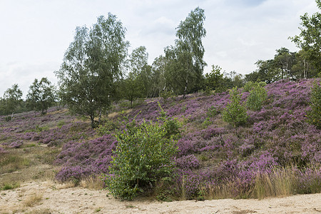 荷兰Veluwe的紫色外壳田蓬勃发展摄影植物地标天空场地农村风景小路蓝色植物群图片