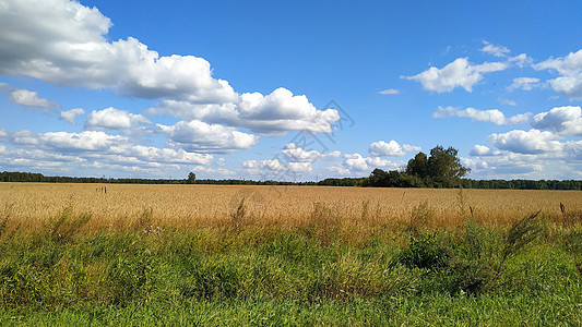 森林边缘的鲜花小麦田地 风景宏观场地晴天土地季节生长荒野国家蓝色天空图片