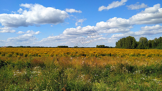 森林边缘的鲜花小麦田地 风景叶子土地粮食荒野场地季节植物群天空旅行花园图片